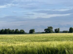 Artykuł - Kancelaria Radcy Prawnego w Poznaniu - Czy sąsiad może wejść na Twoją działkę? Sprawdź, co mówi prawo